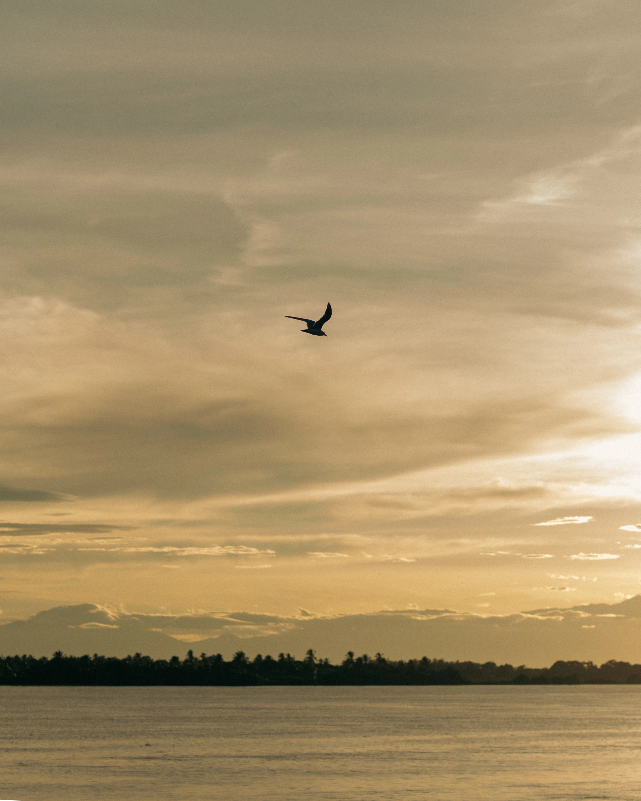 A bird flying beneath amber clouds
