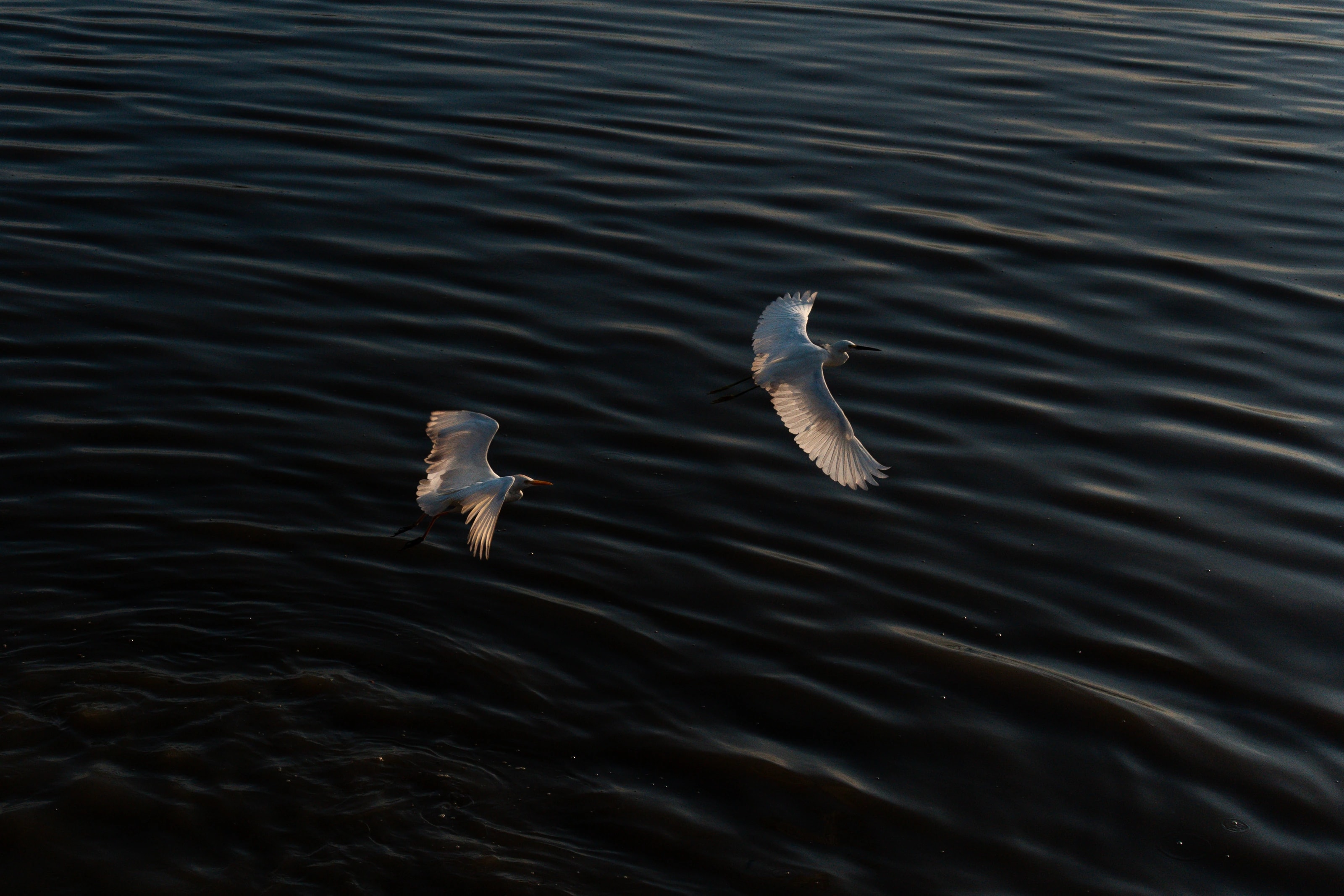 Two birds flying above rippling water