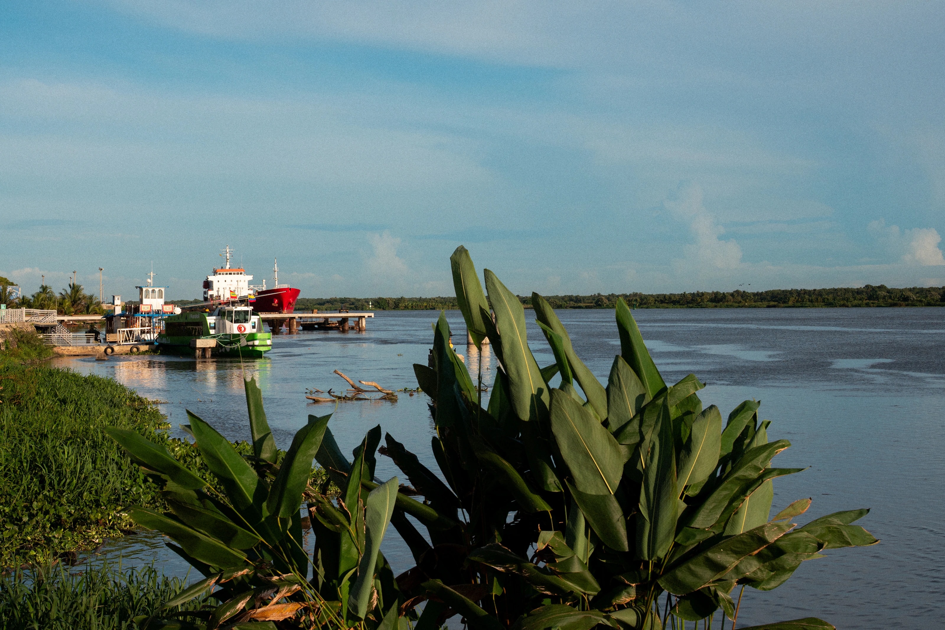 Tropical leaves beside a waterfront