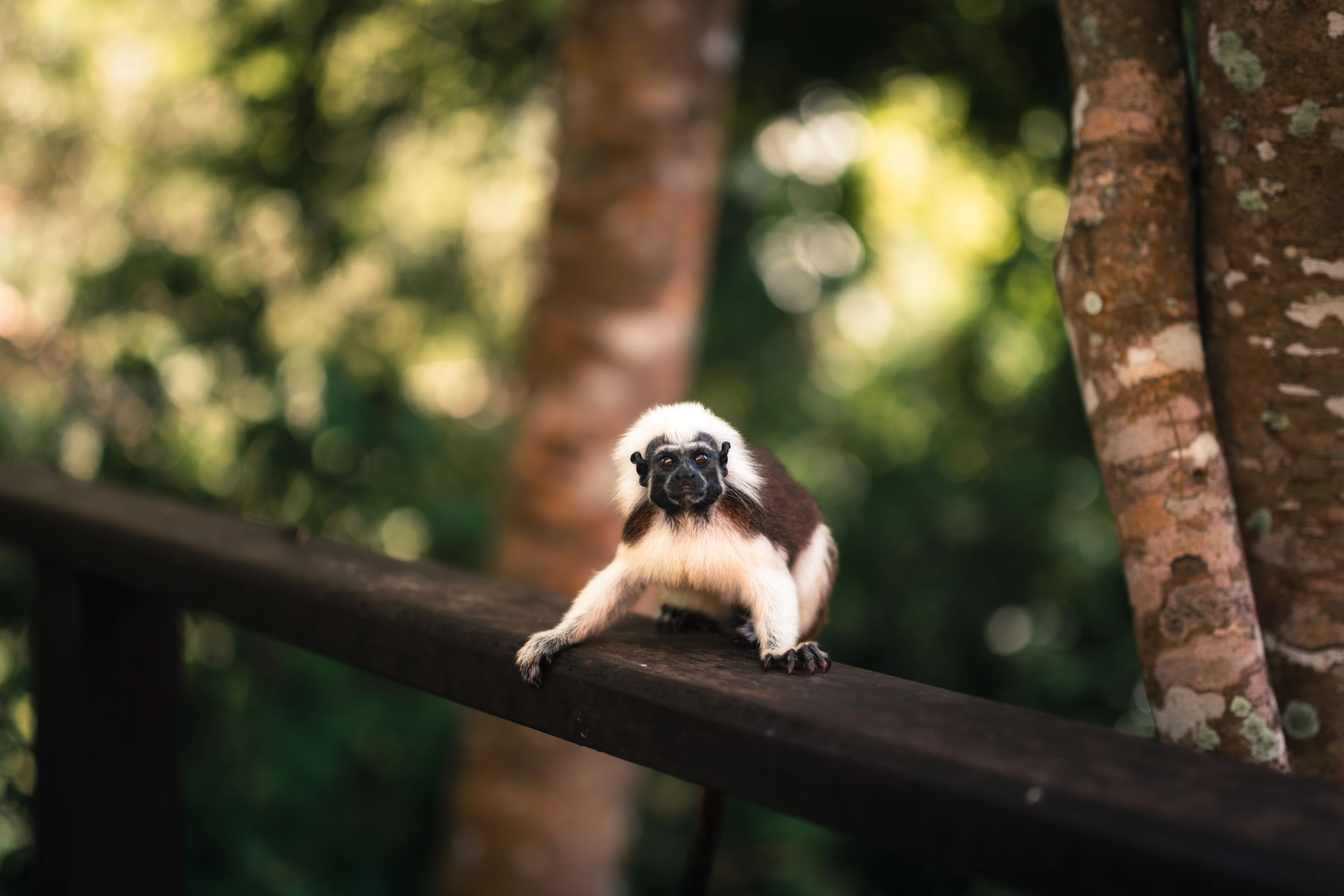 A small monkey resting on a wooden railing