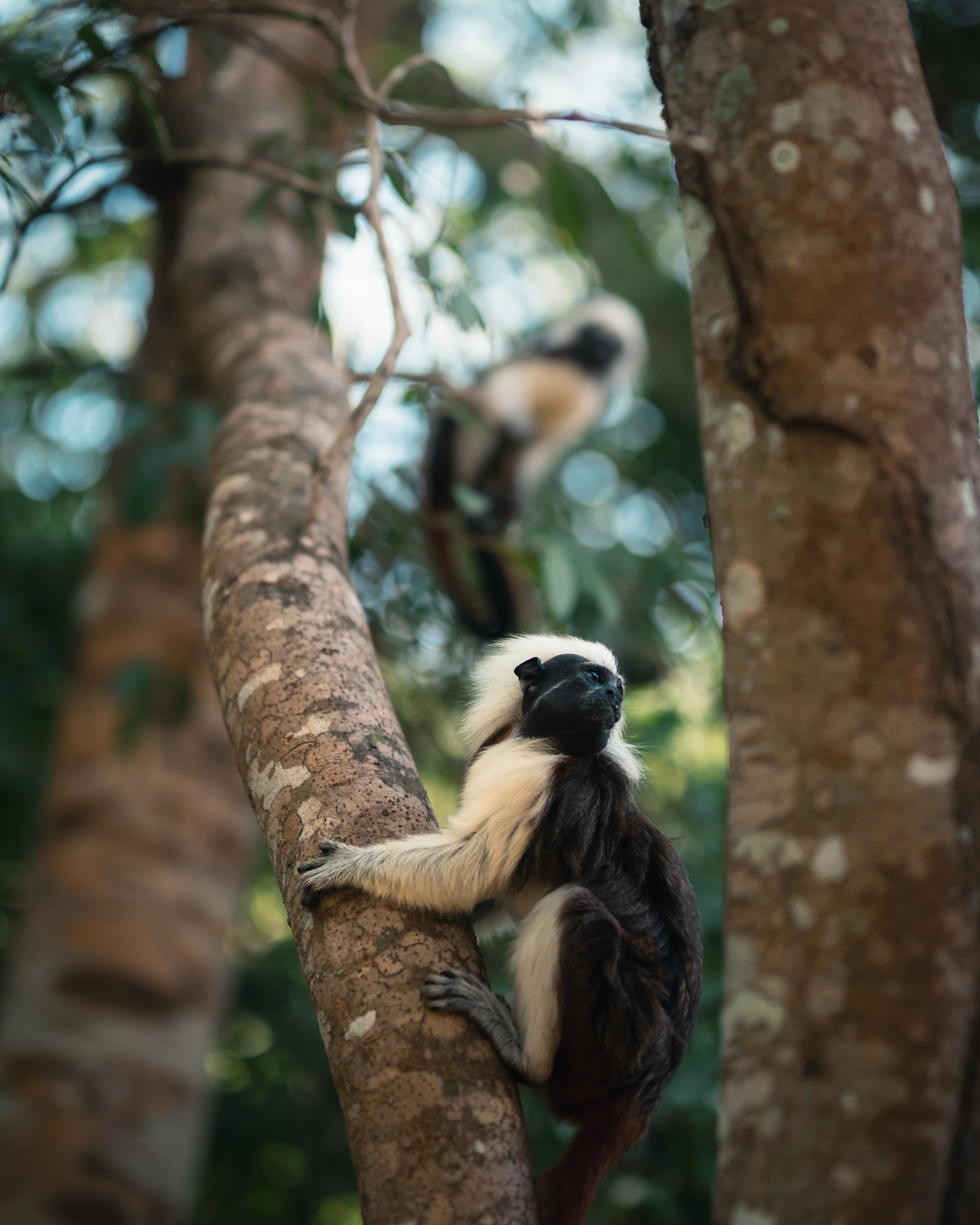 A monkey on a branch in a wooded setting