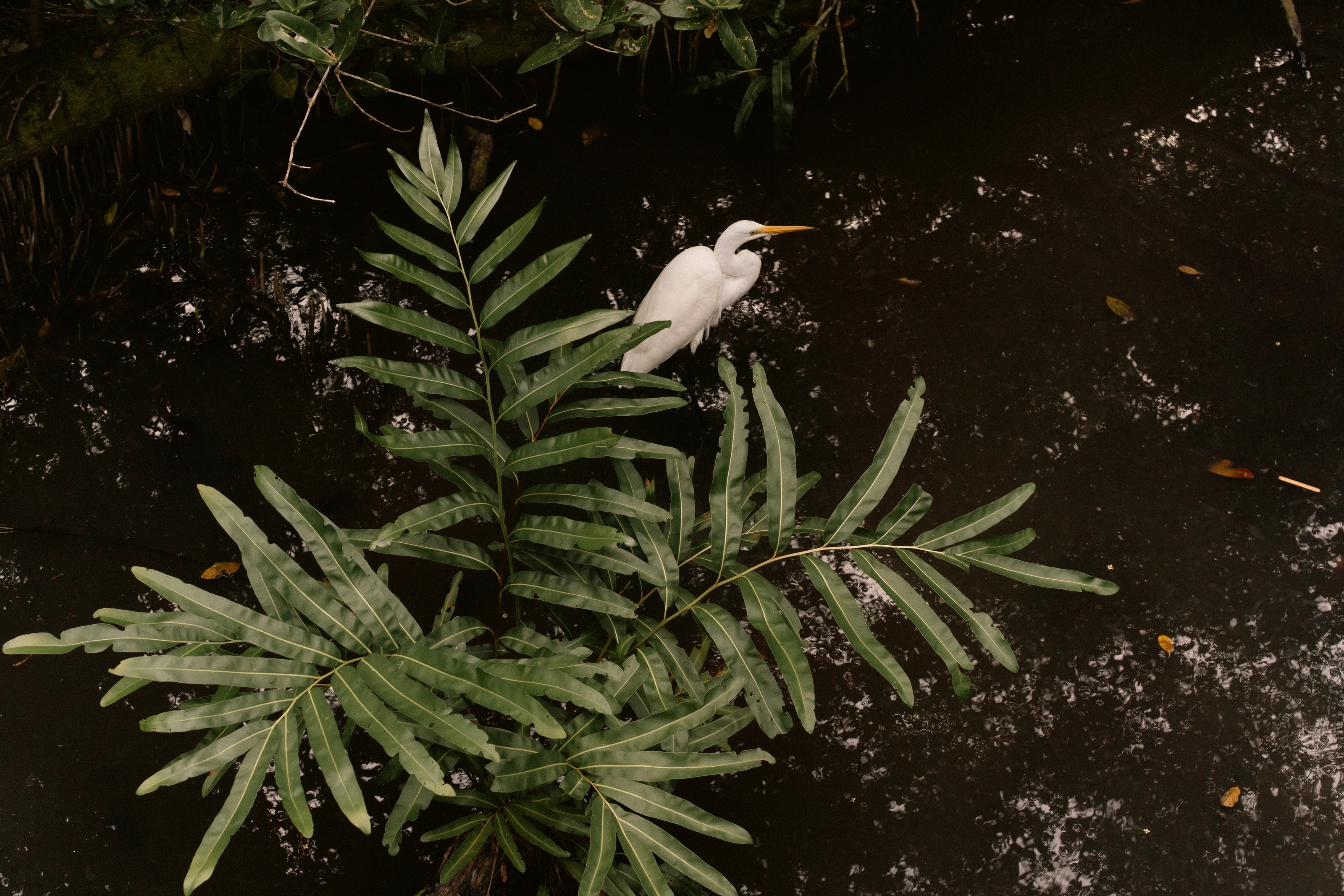 A white bird above deep green leaves