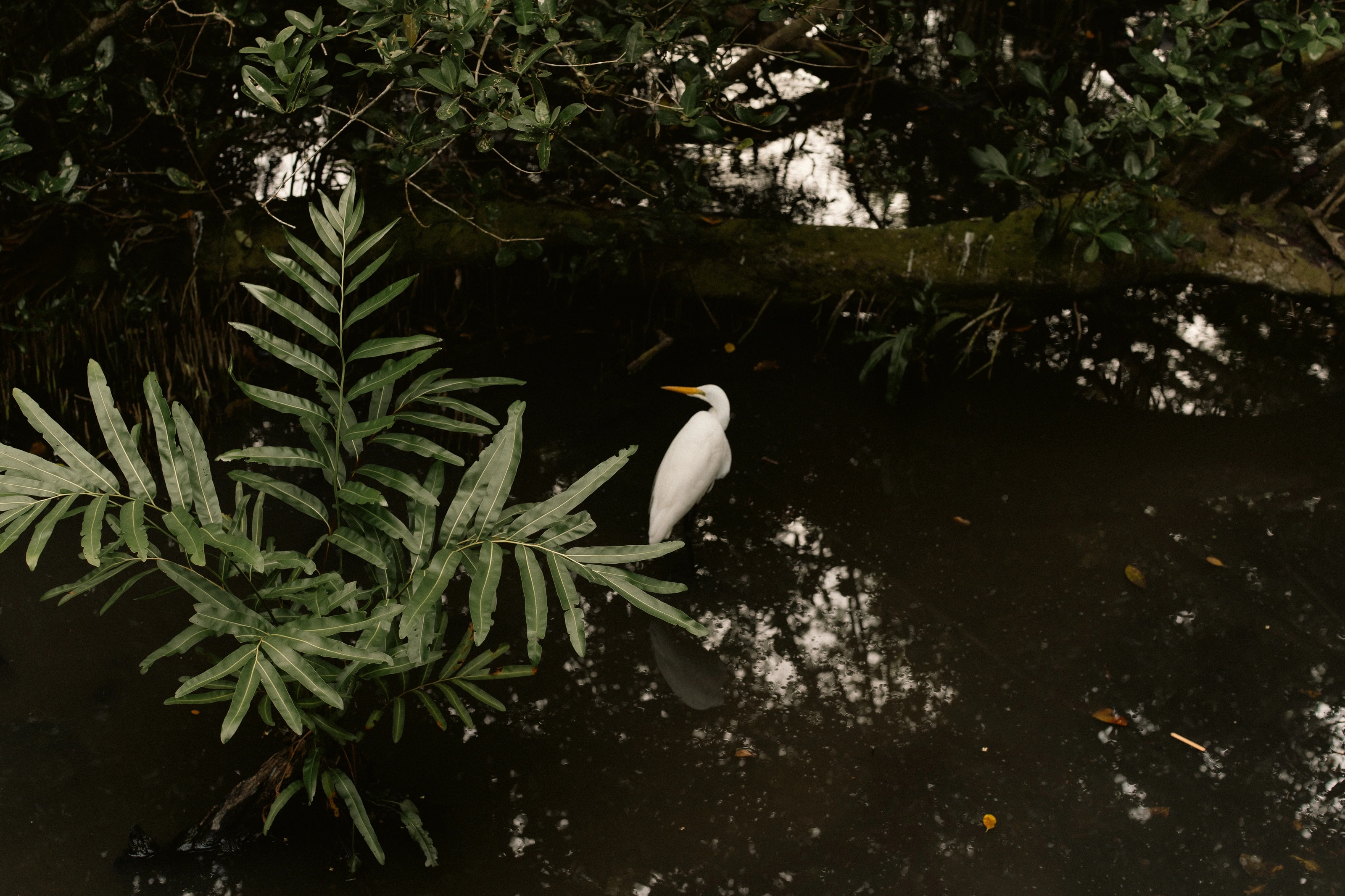 A white bird among tropical foliage
