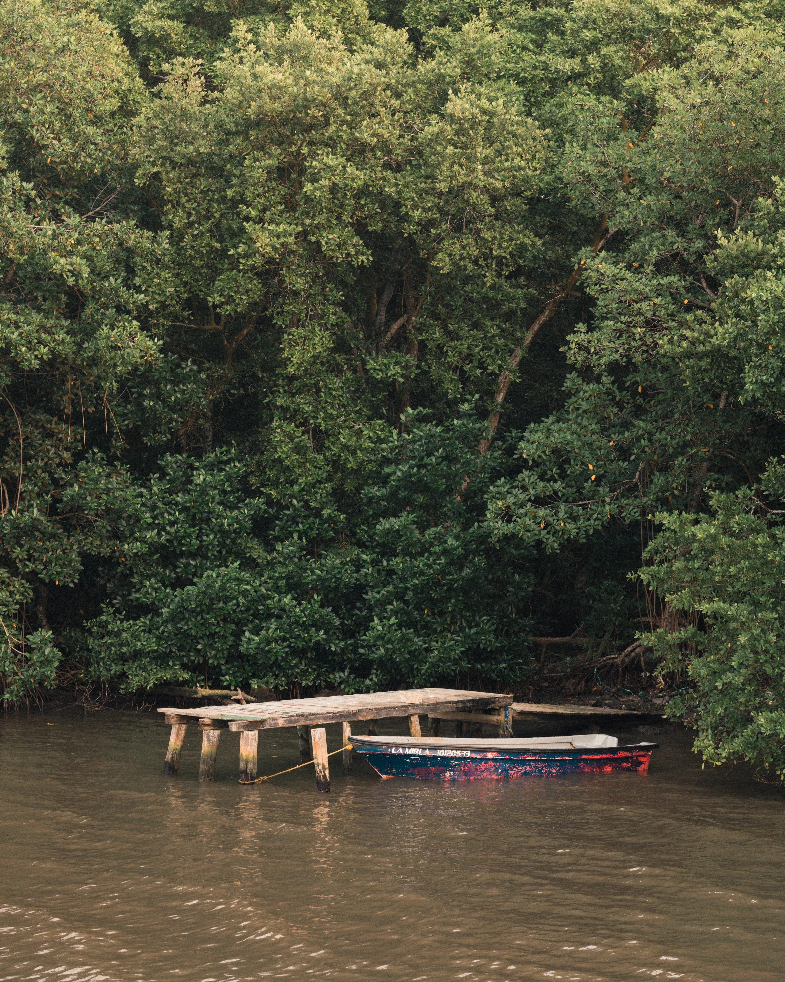 Boats at the edge of a wooded shore