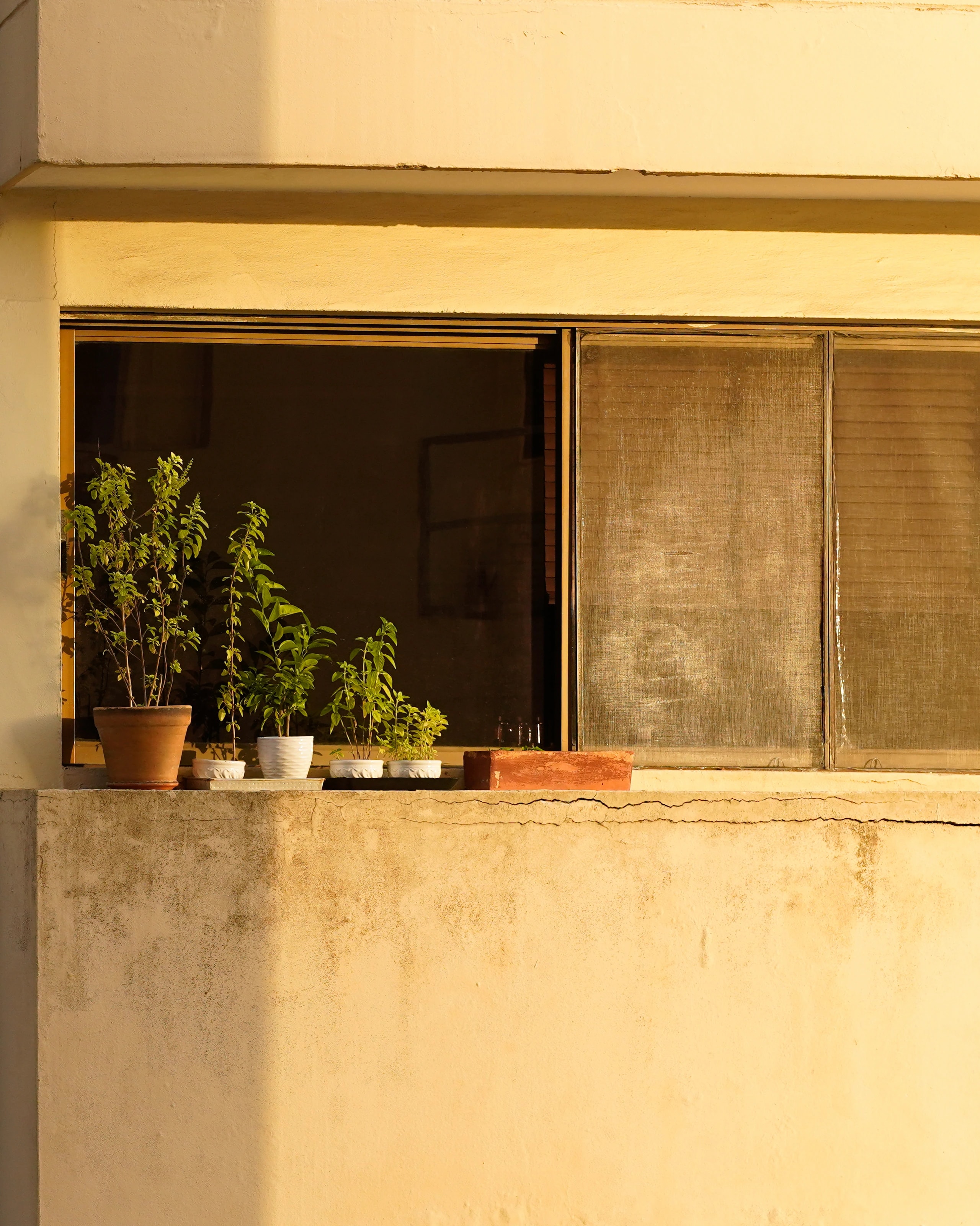 A yellow facade framing plants in a window