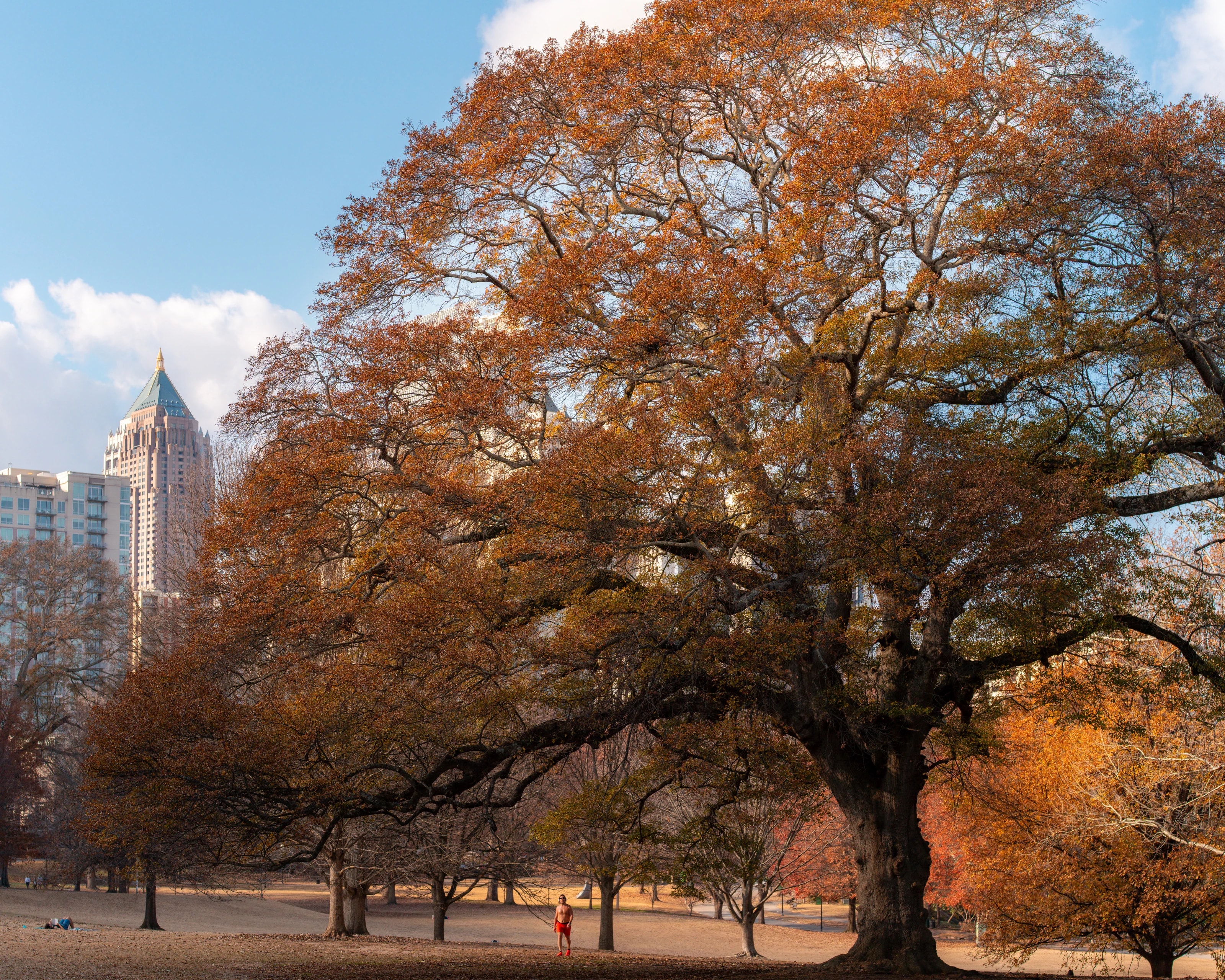 A broad autumn tree in an urban park